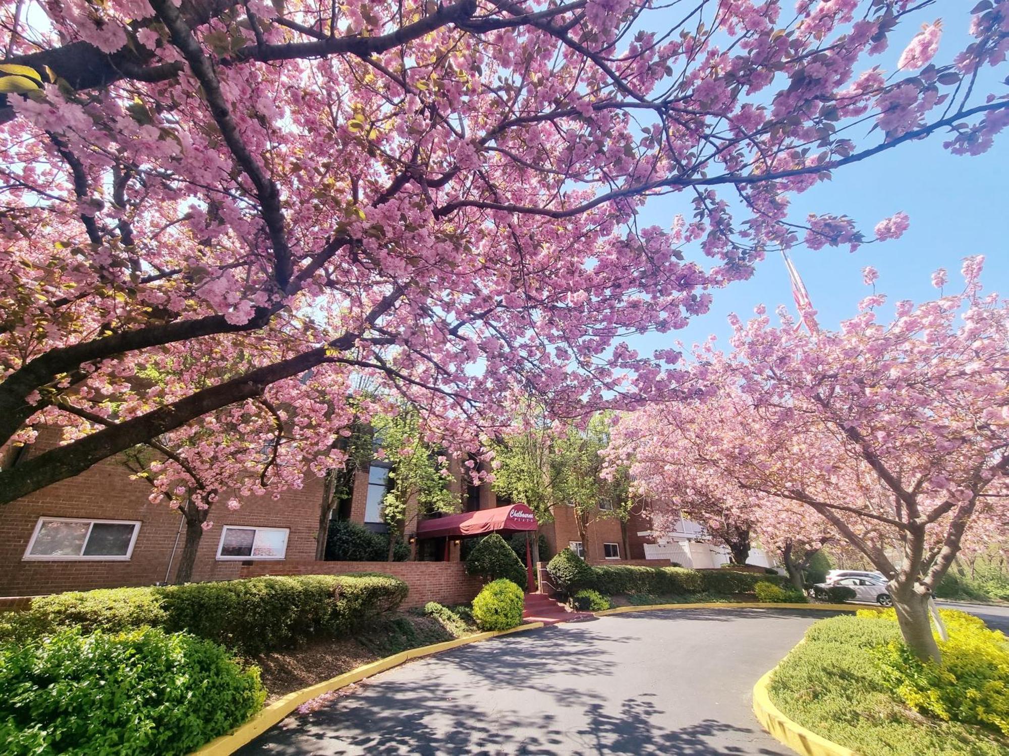 Large, Clean, Comfortable, 1Br Near Einstein Hos Elkins Park 외부 사진